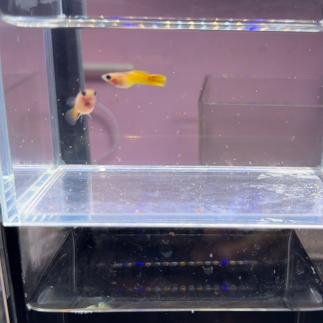 孔雀鱼黄金玻璃猫一对