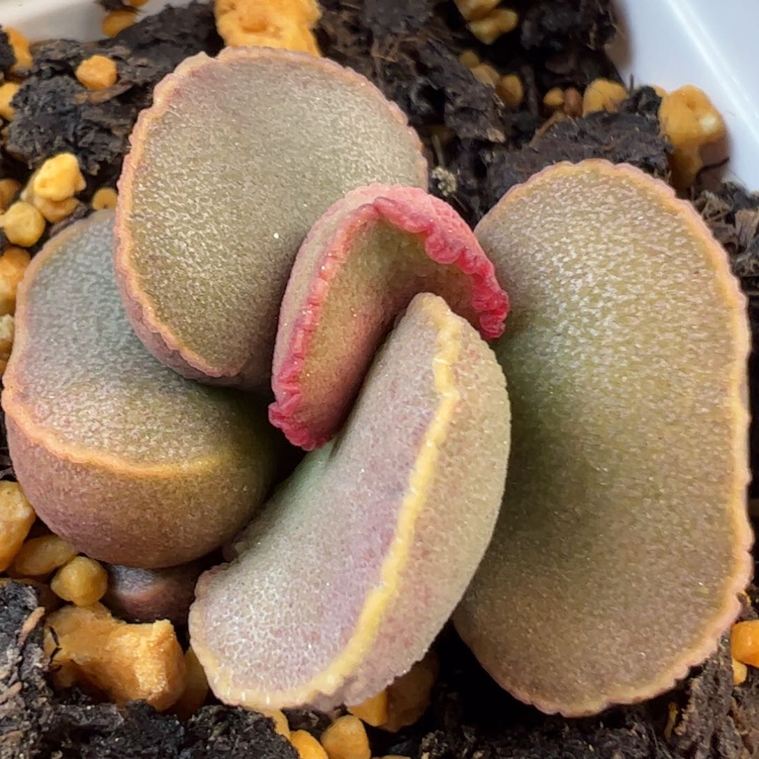 实生新品多肉植物水泡11号