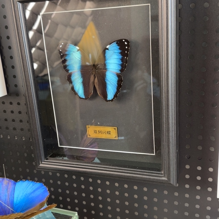 有机玻璃蝴蝶标本蝴蝶标本