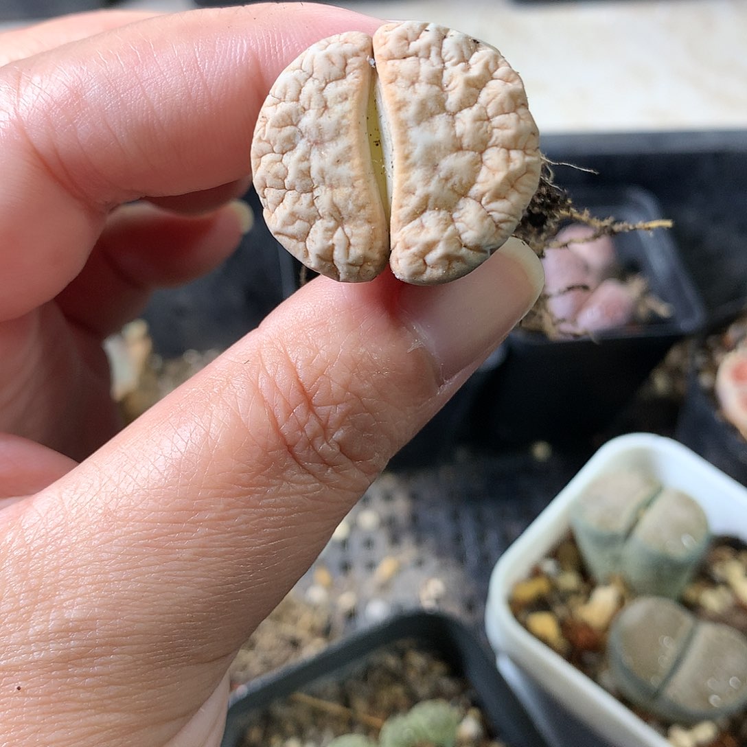 A326多肉植物保护研究所