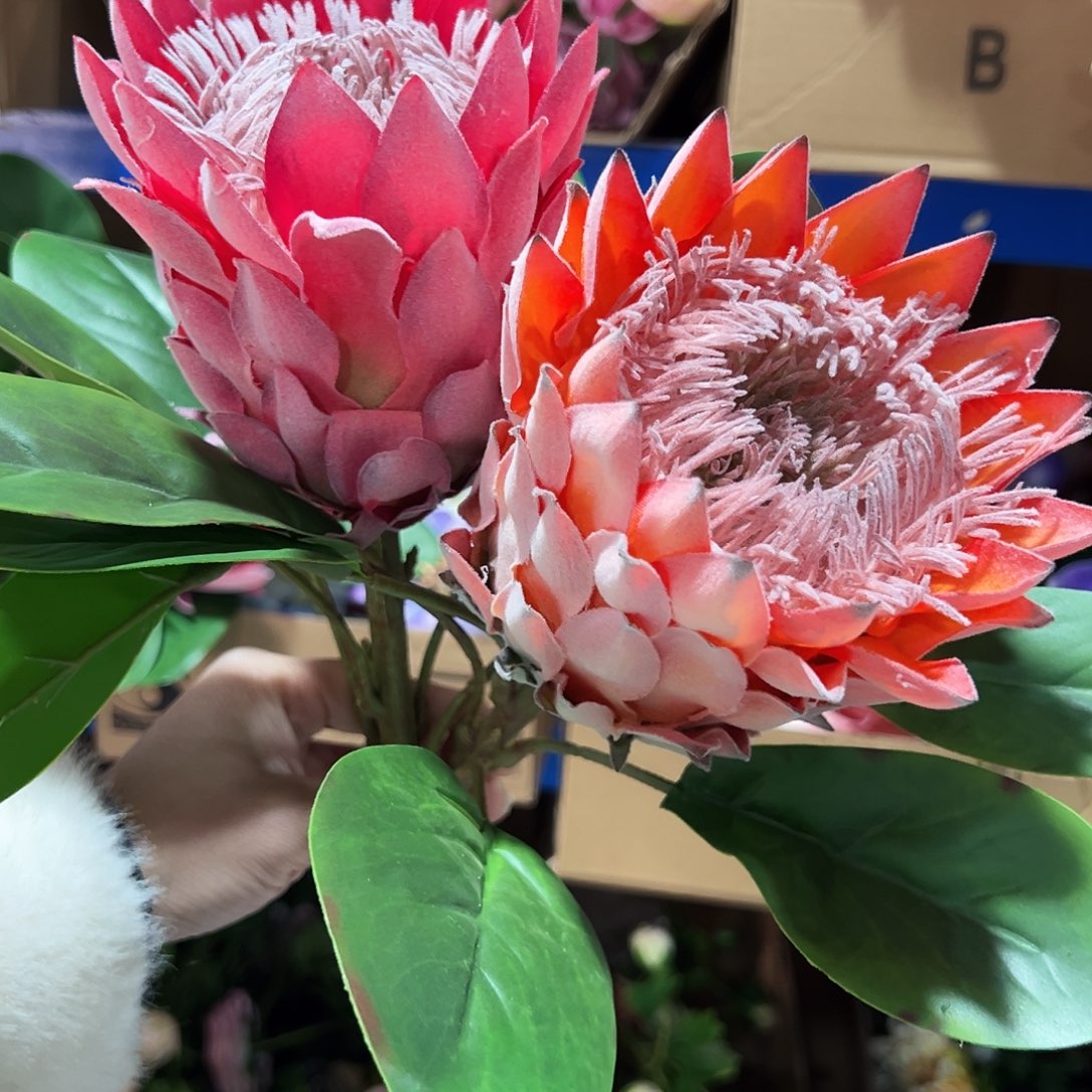 2枝混色大帝王花。      