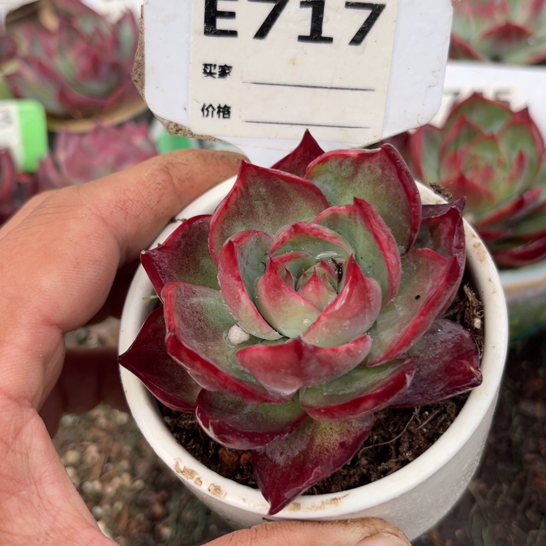 惊鸿一瞥717号多肉