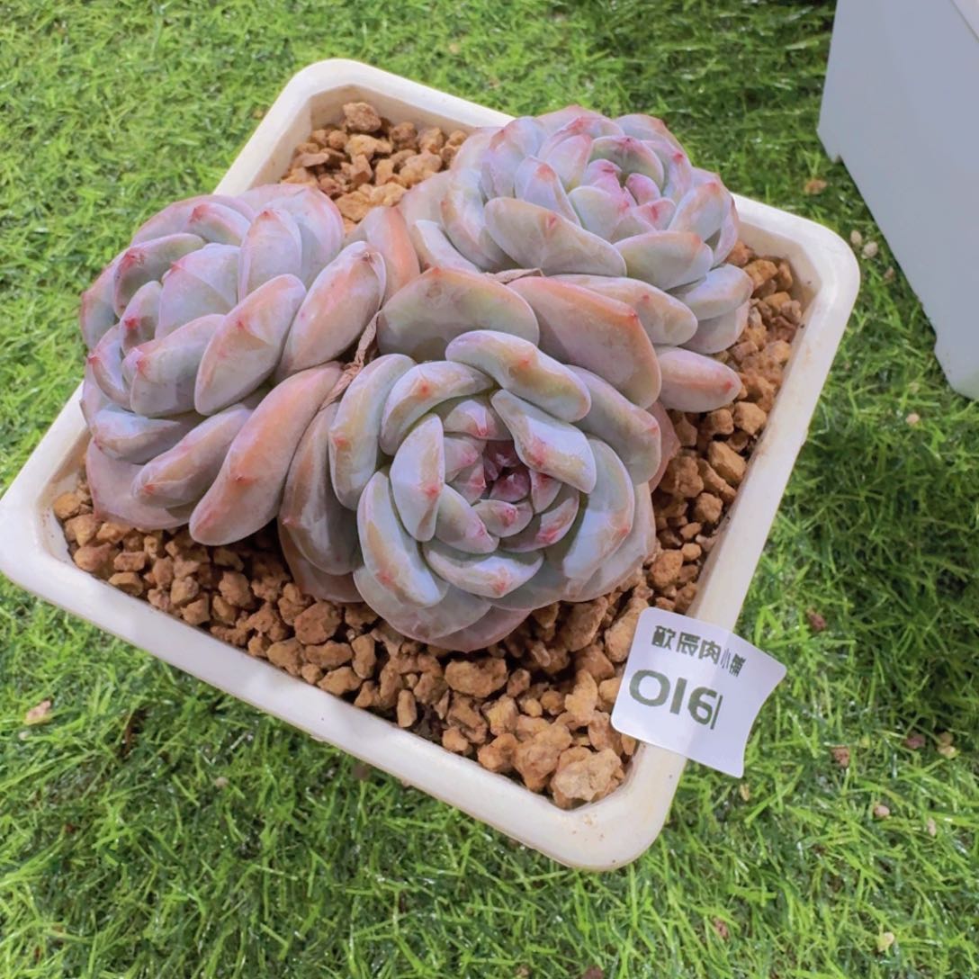 解***忧多肉植物石榴籽老桩0161