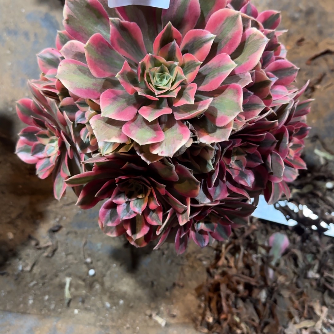 外***袜粉花妖一物一拍337