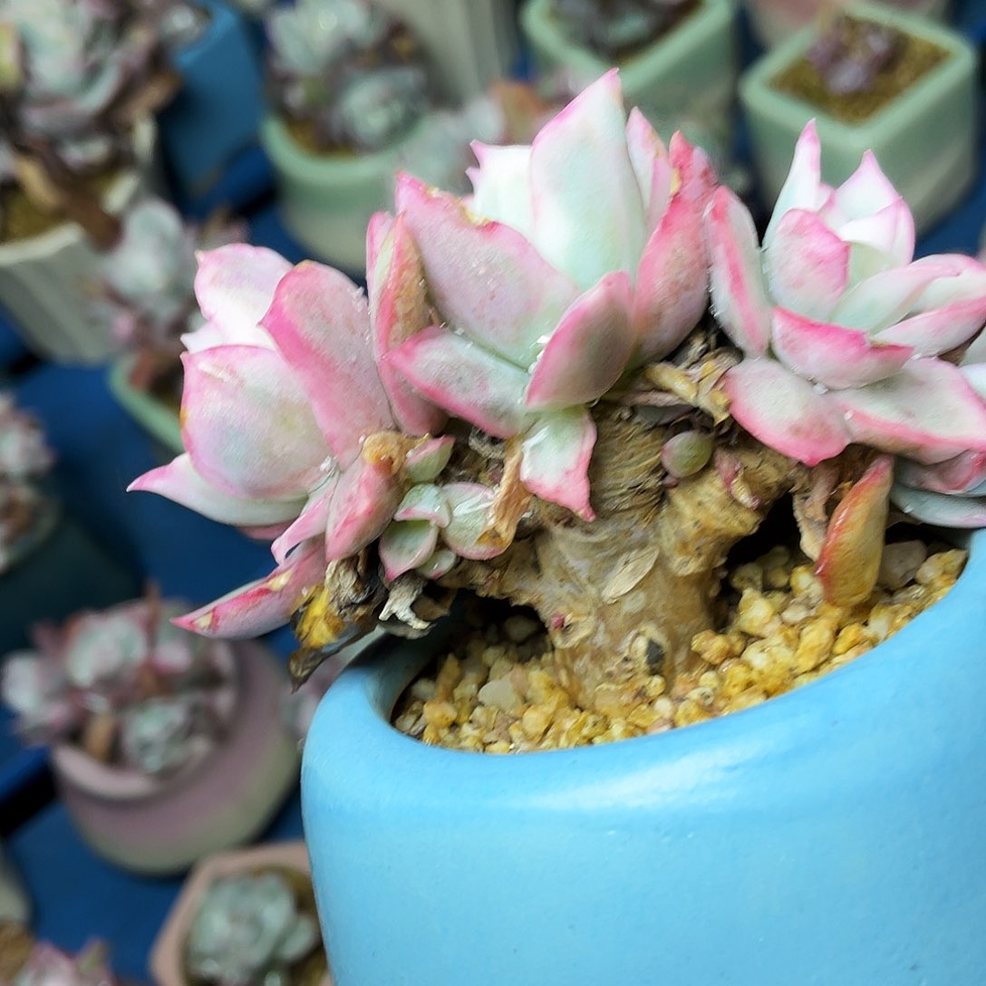 高****）多肉植物的生长发育与生长发育