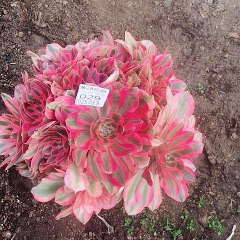 用****83.8-29女巫多肉植物