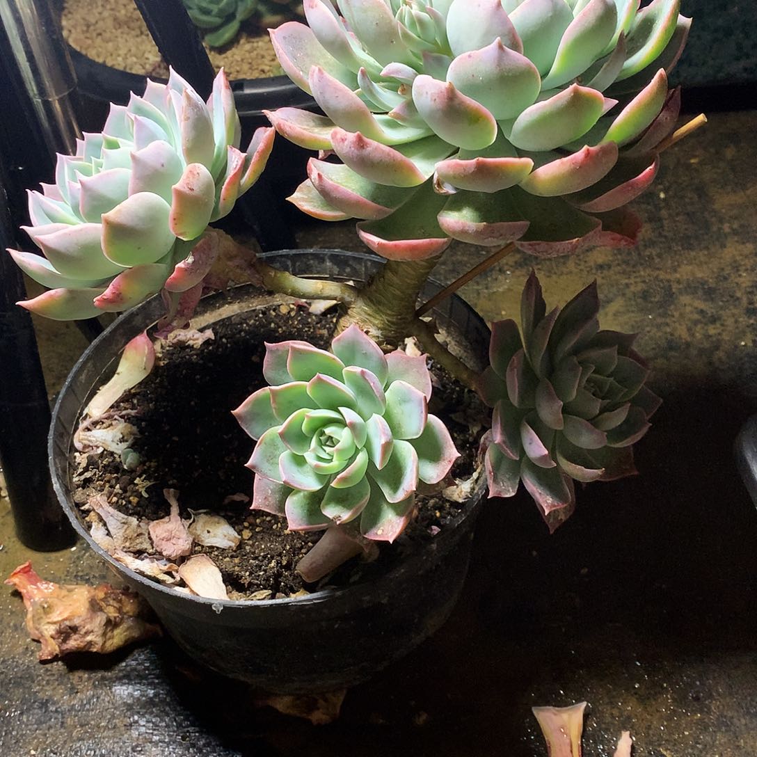 紫霞一物一拍25-212