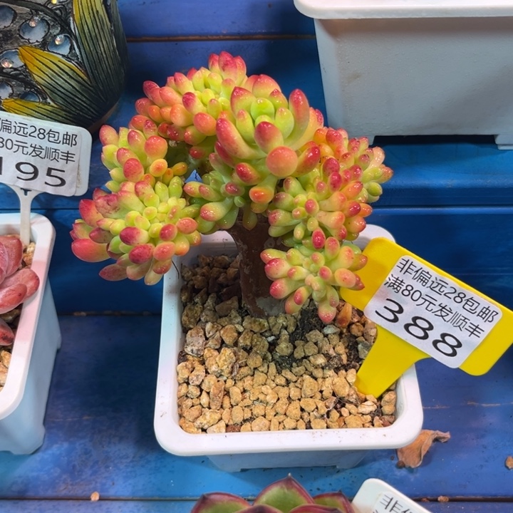 大388:？cvbbnnnnnn