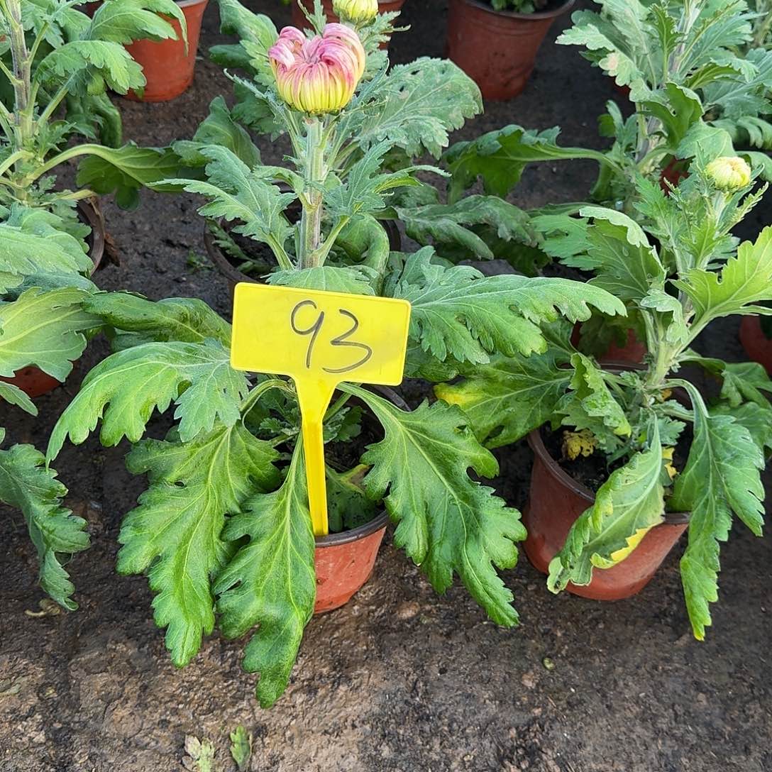 唯***含大部分花苞少量开放93东海