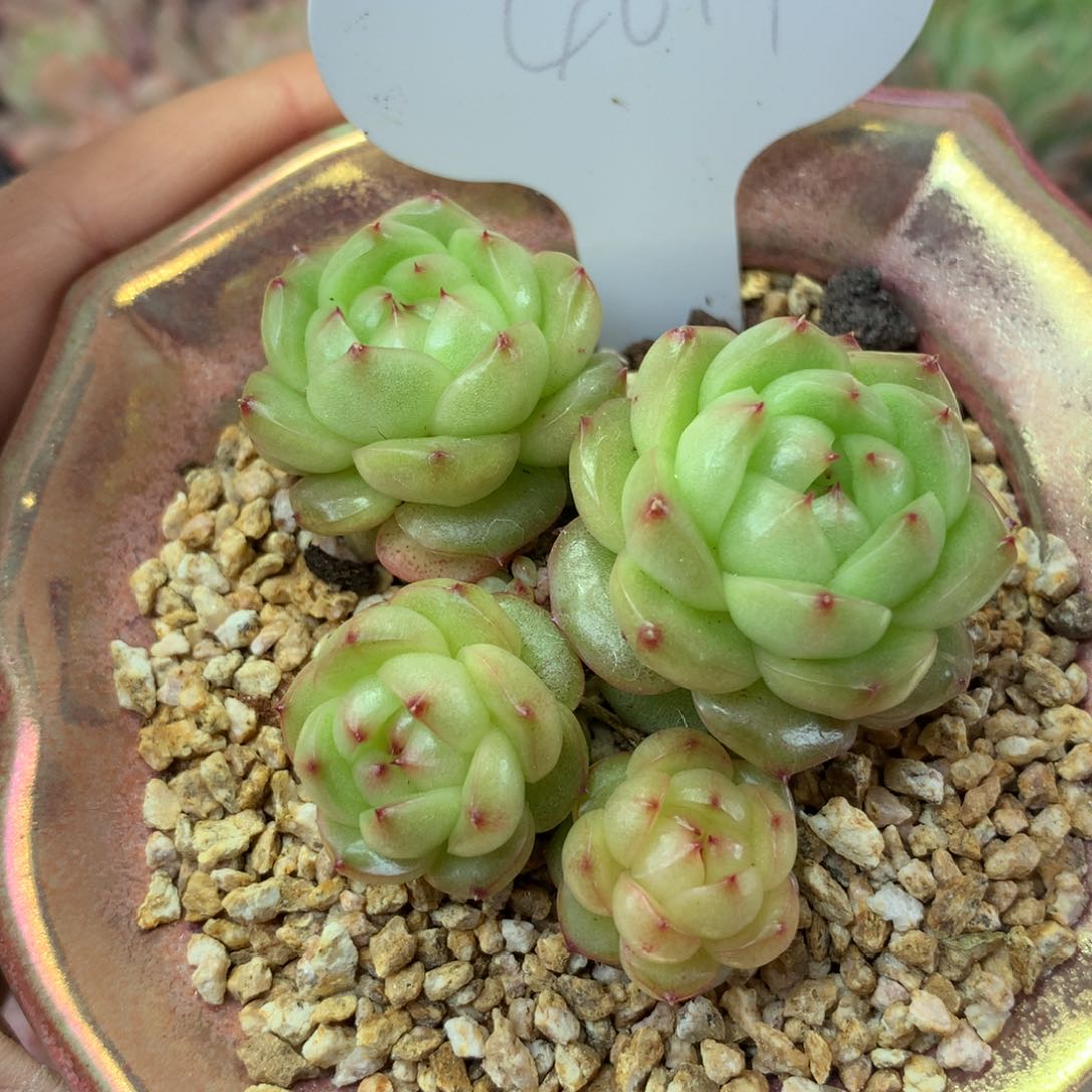 灯泡珍妮无砍群4617