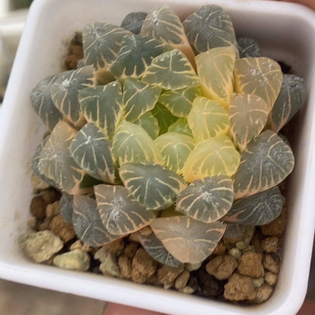 一颗糊斑湖水玉露锦。 