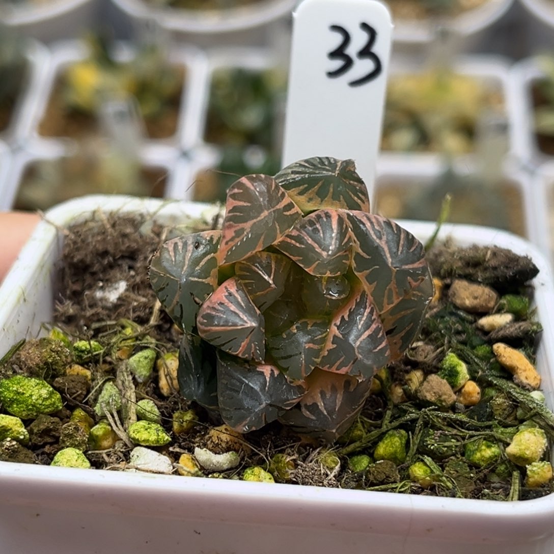 黄***笑33糊斑趋势龙爪玉露锦福利专场