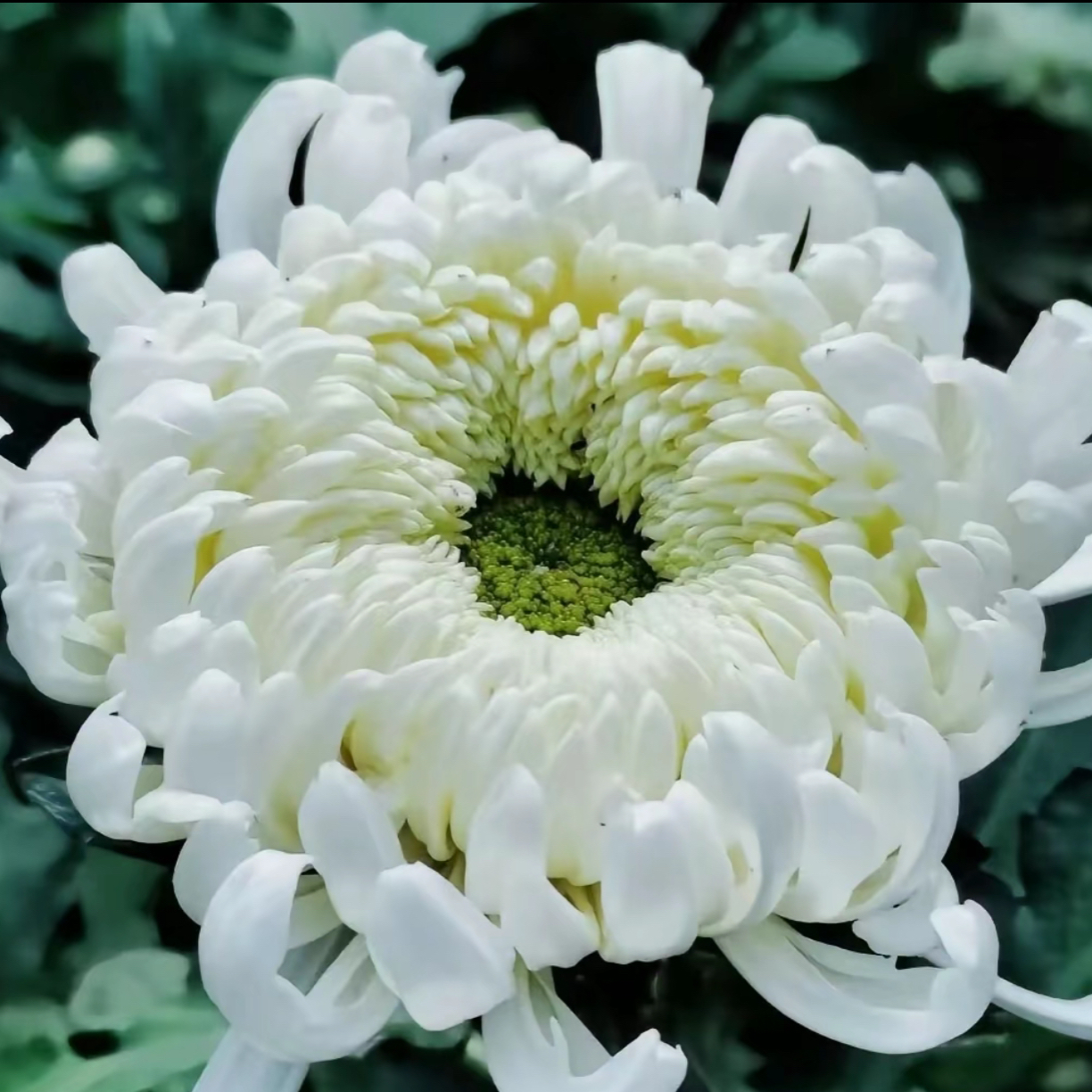 九月菊【洹水映日】大花富贵菊花，盆栽绿植室内好养活