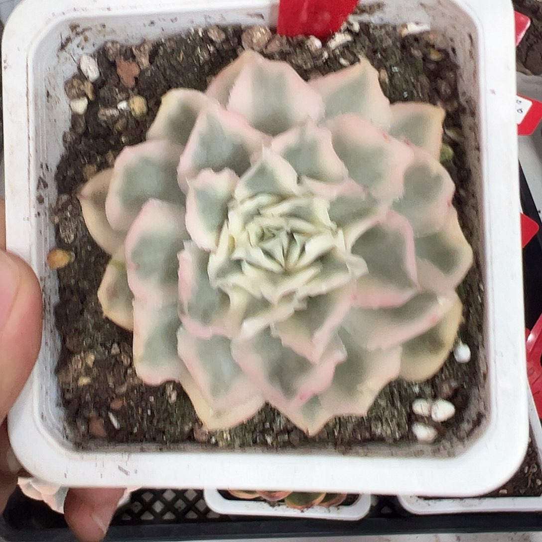 164号紫蝴蝶锦多肉植物