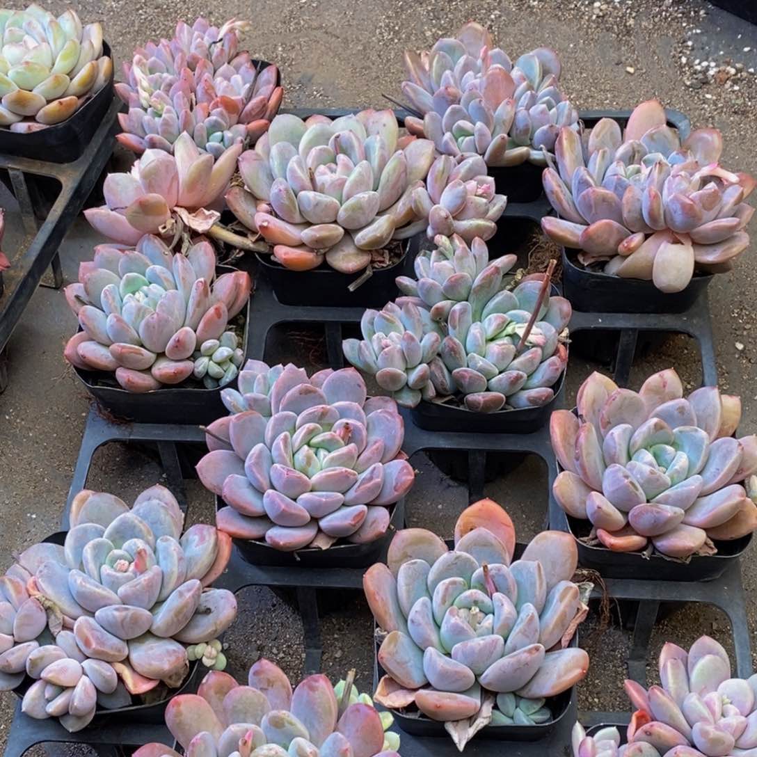 616的人都是这样吗。