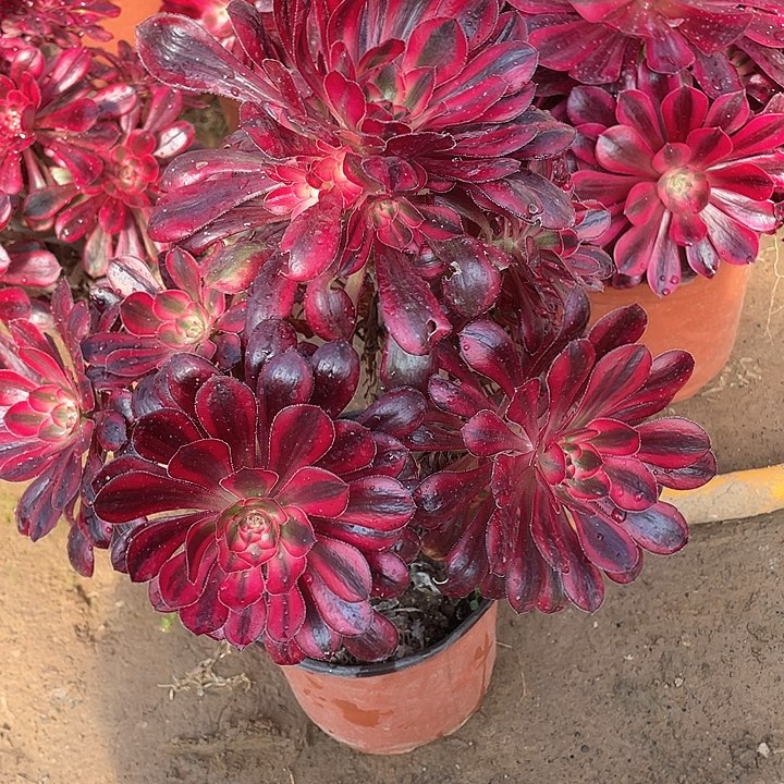 多肉法师多肉法师535