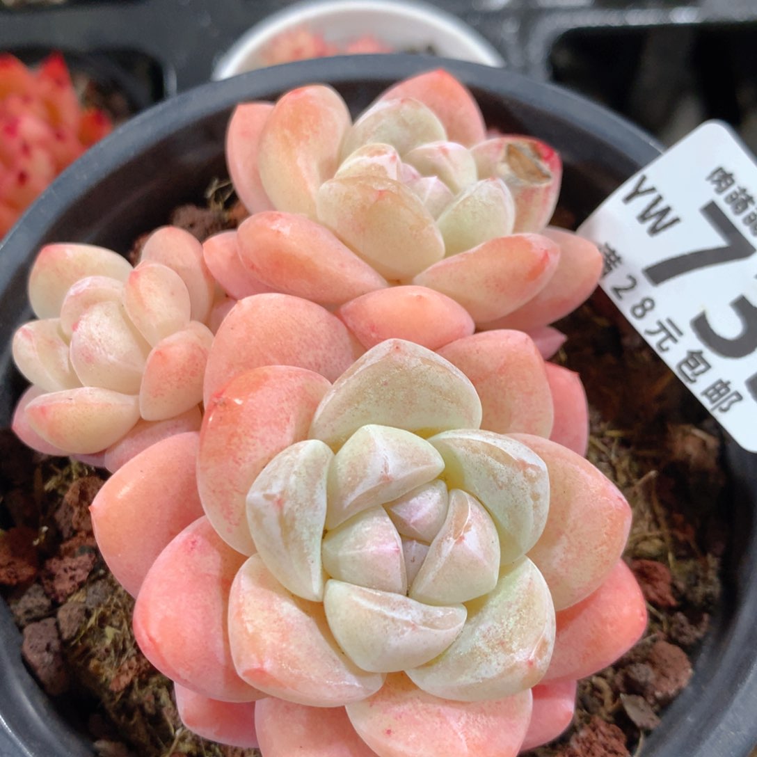 5CM拇指盆精控多肉YW733