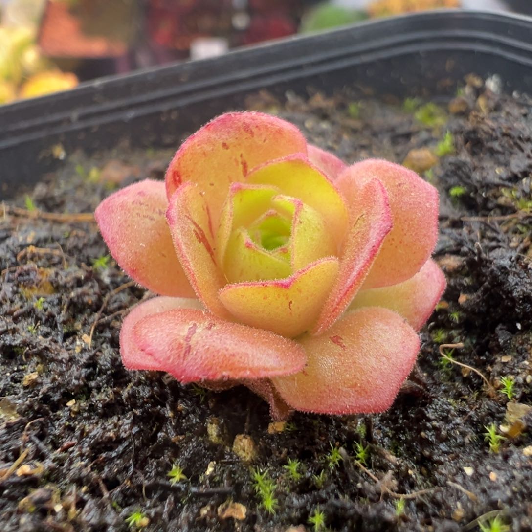 L31连生宛半城玫瑰