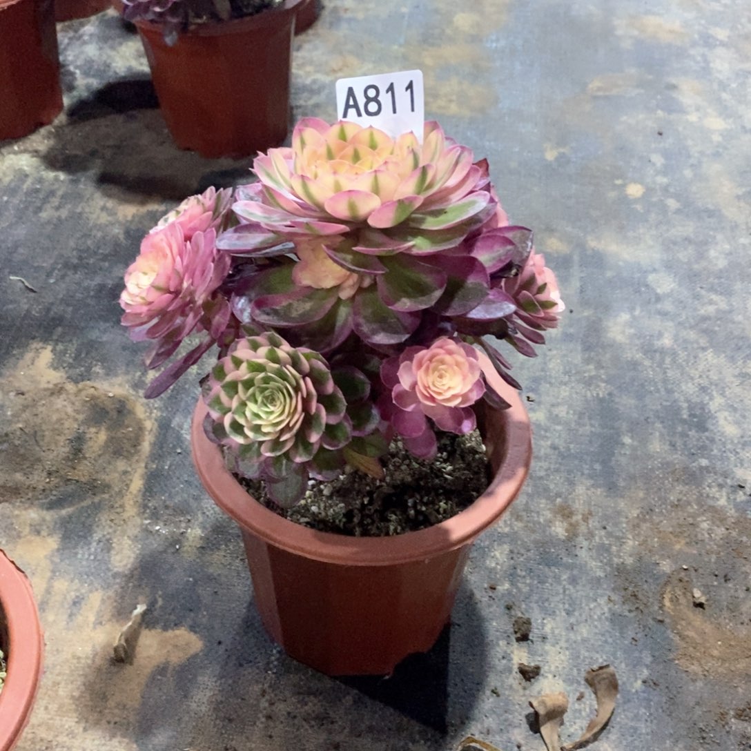 嫩桩倾城811多肉法师植物