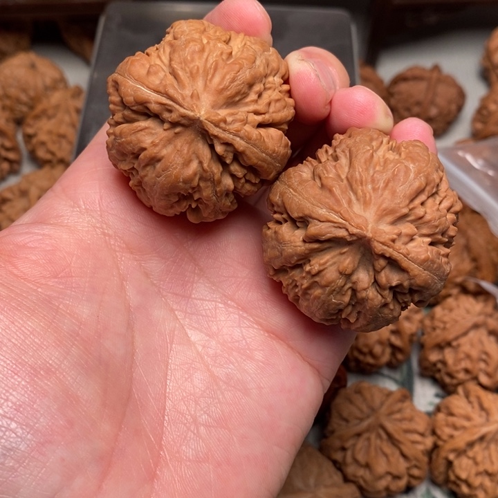 默***木质霸王龙40全品