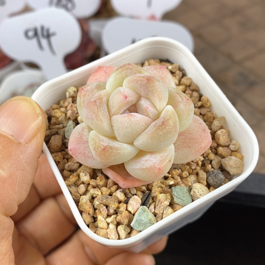 精品多肉一物一拍78