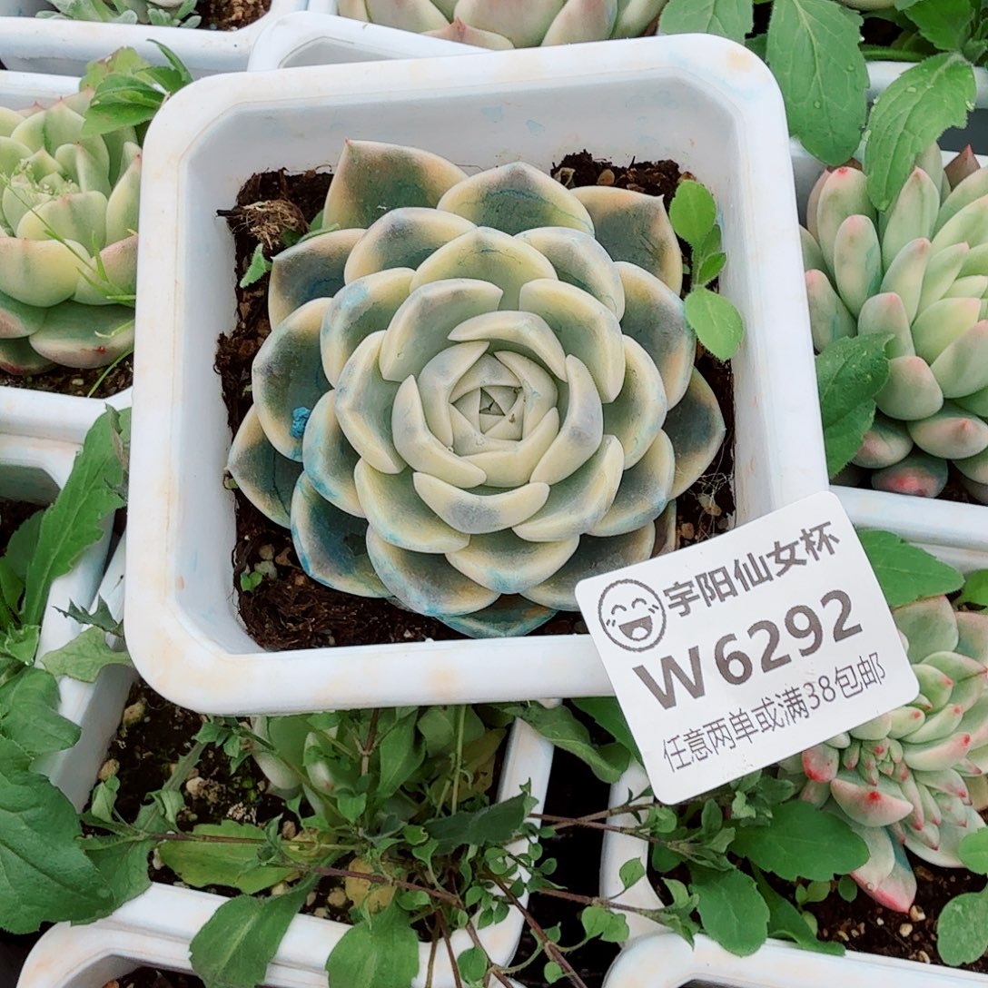 6292汉堡仙女杯多肉