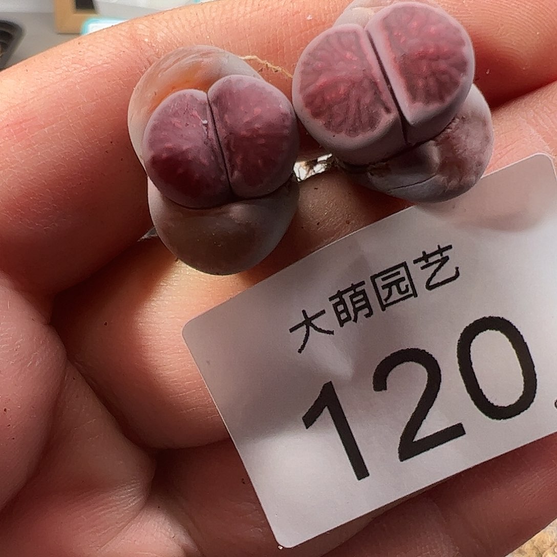 0000120 一物一拍……