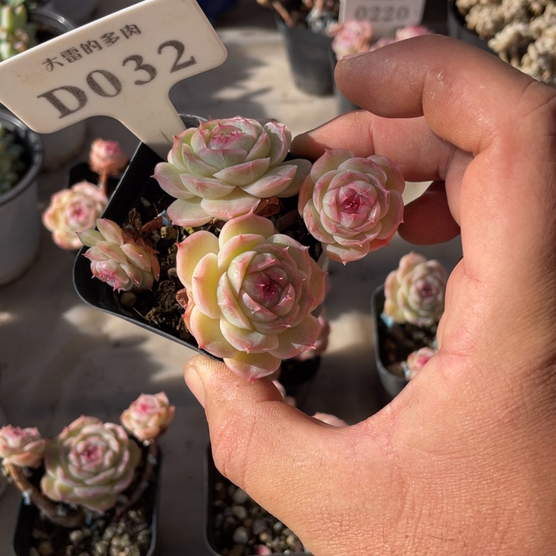 D****?032白芷不带盆8厘米