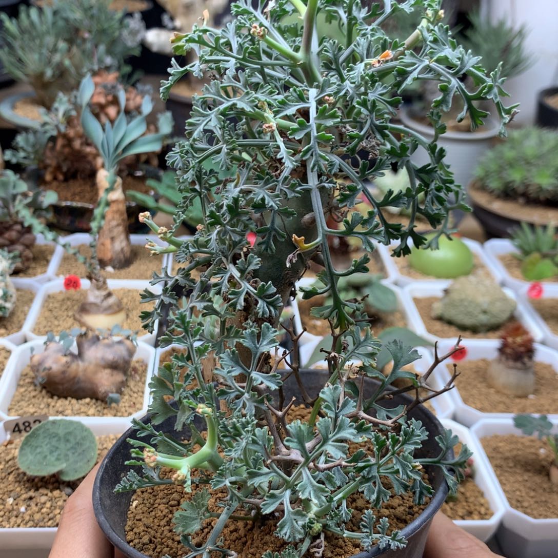 香水杨葵母本带盆