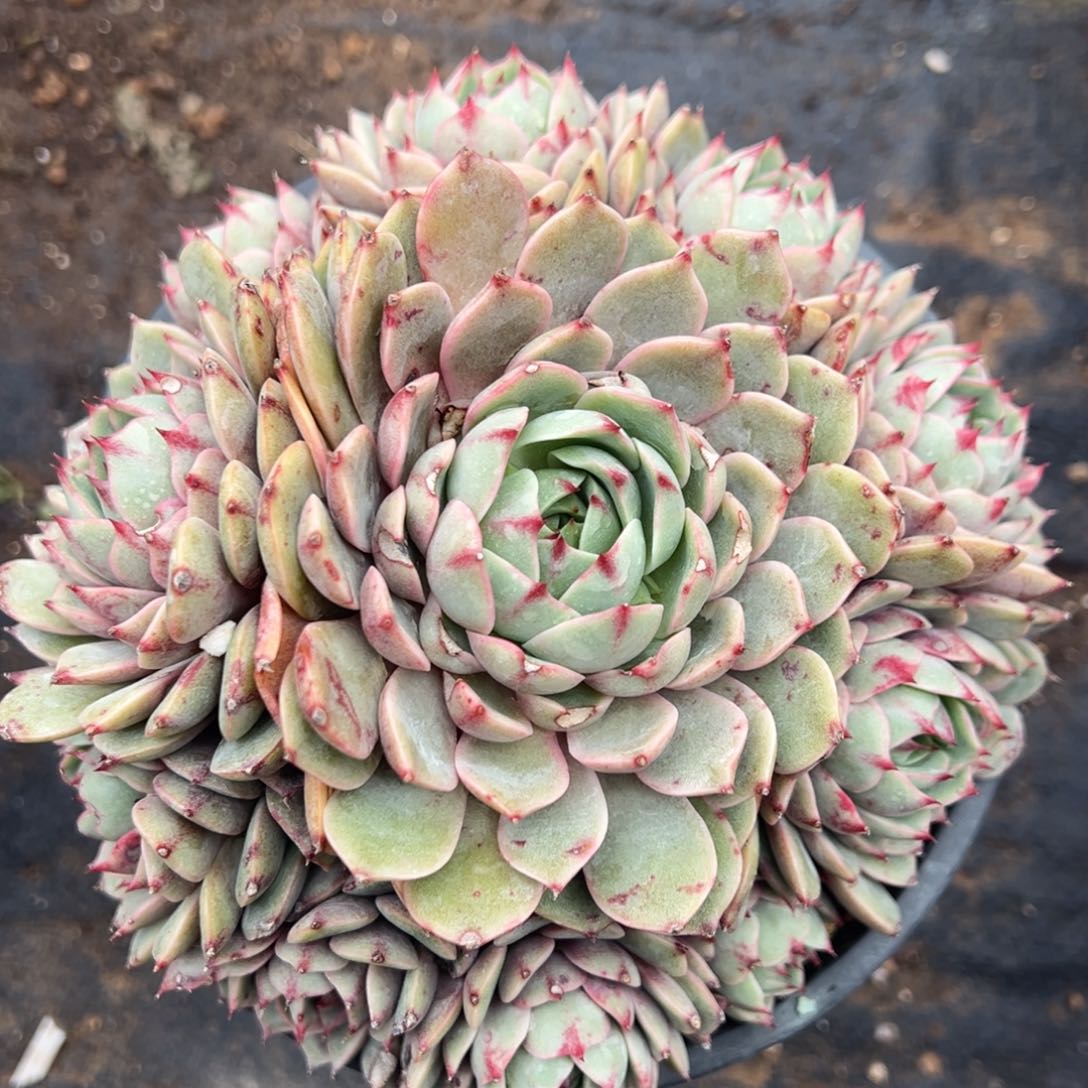 多肉植物，多肉植物