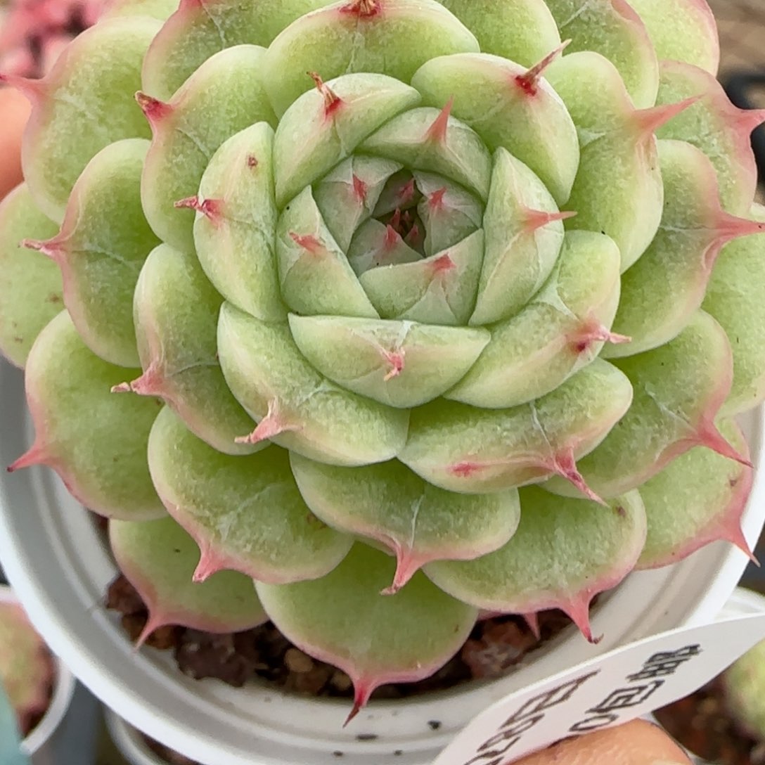 花语逸镜0128-103海王