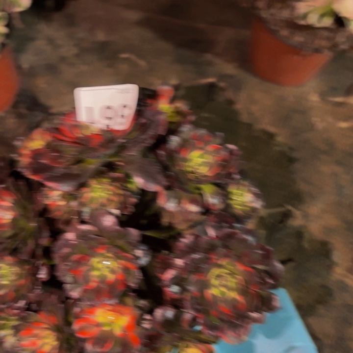 561西瓜太郎彩锦多肉植物不售后