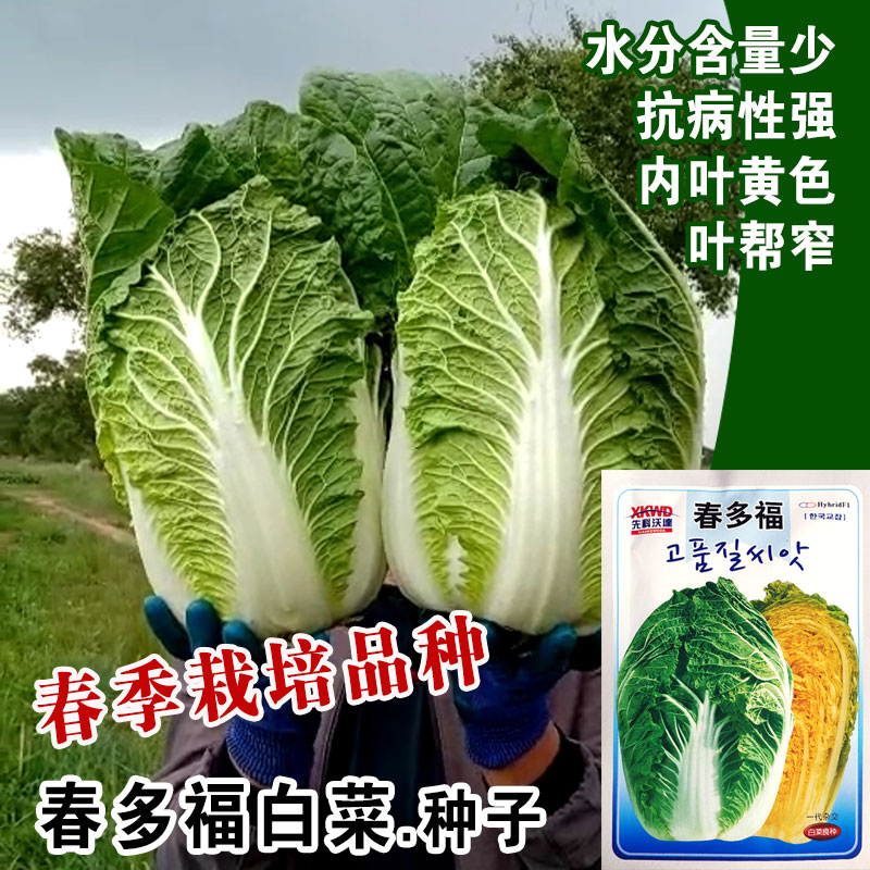改良春播反季节大白菜种子黄心大白菜种籽种孑黄心春季秋季耐抽薹