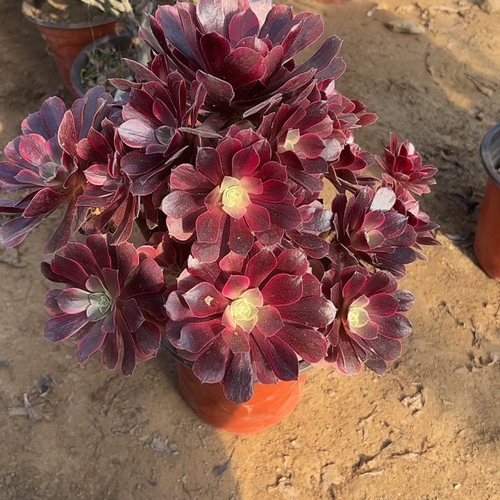 多肉植物法师凤冠08