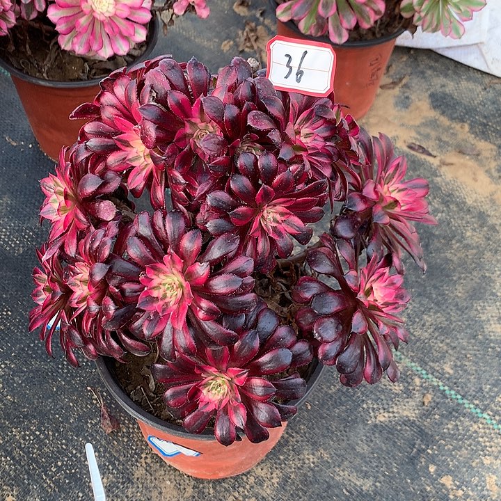 黑铜白多肉植物36