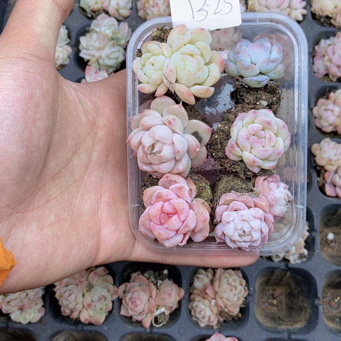 春泥家框拍链接B25