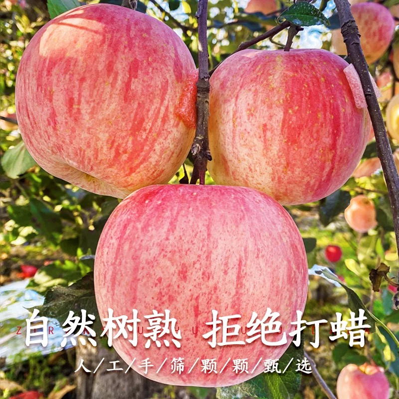 【小叶子甄选】山东烟台栖霞红富士苹果4.5斤 酸甜多汁