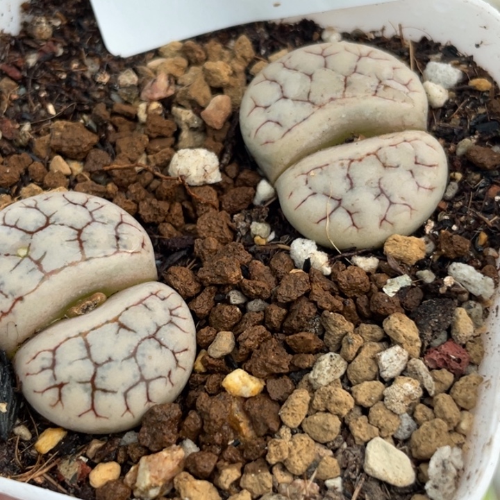 641荒玉向日葵母本带盆