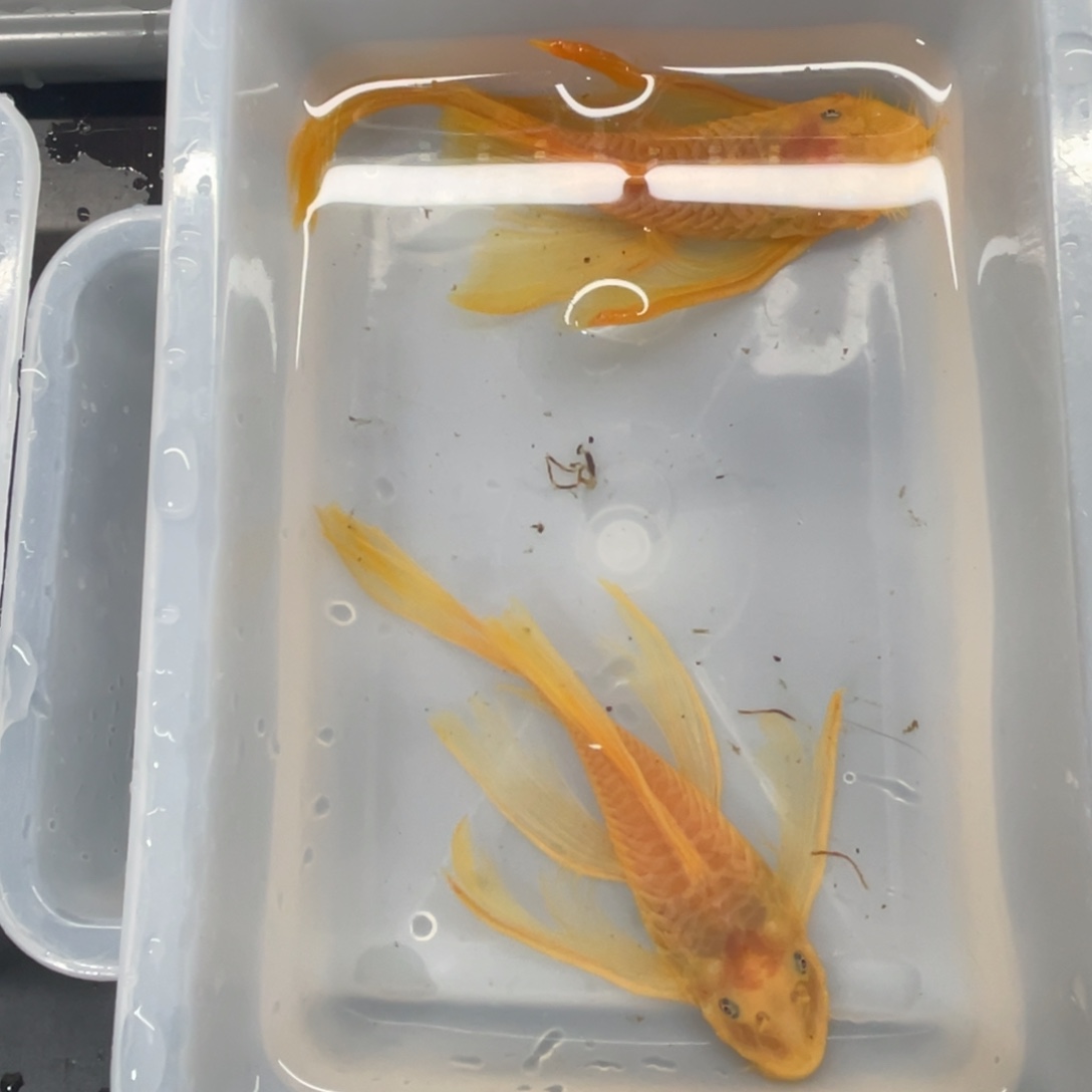 清道夫鱼大帆一对开箱视频报损