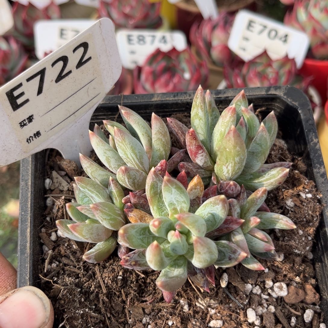 炫彩星多肉植物722号多肉