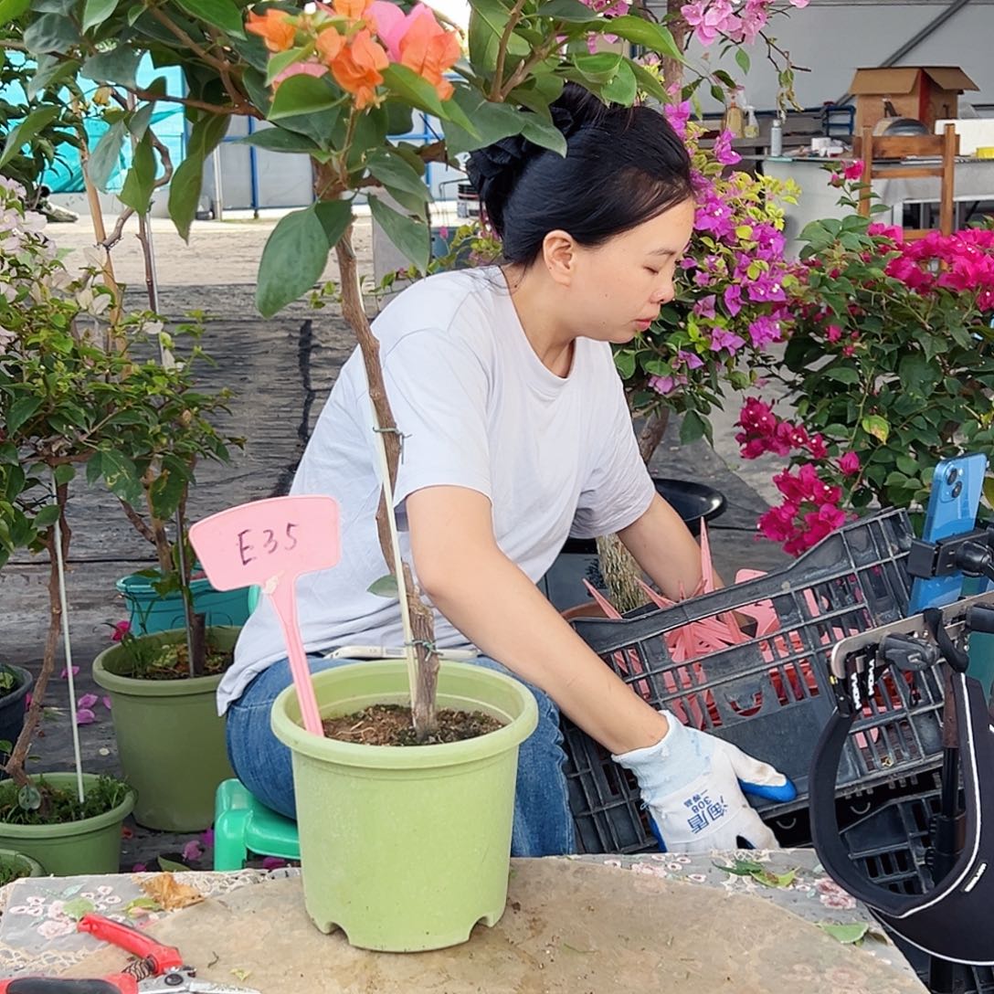 …***…大部分花苞少量开放E35波妹