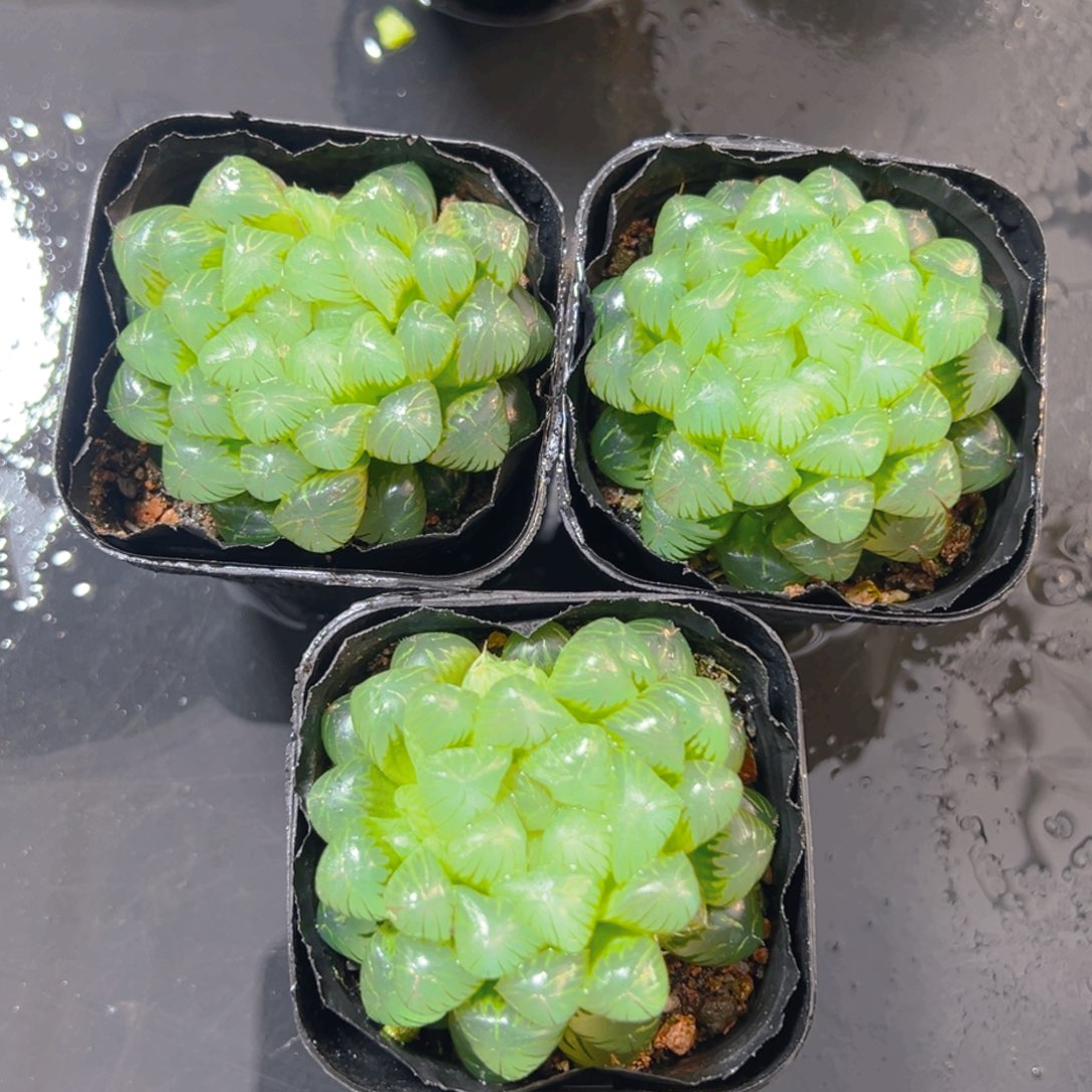 糯肌玉露多肉多肉3颗