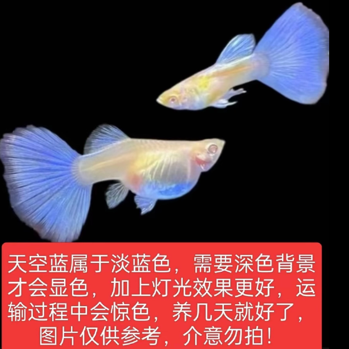 【天空蓝压成鱼】（录开箱视频，超备损找客服，入缸不报损）