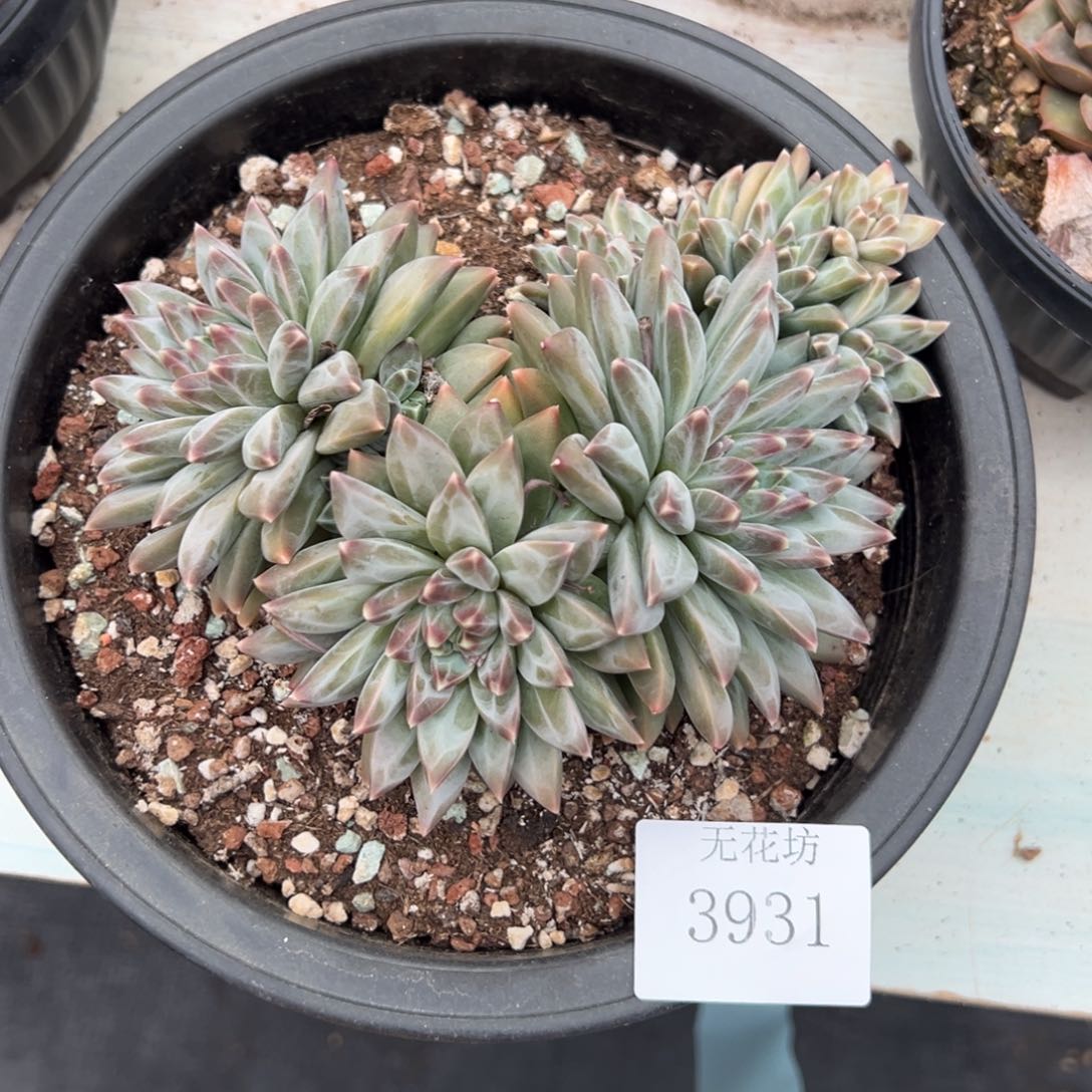 山**夫3931不包整肉肉肉肉肉肉肉