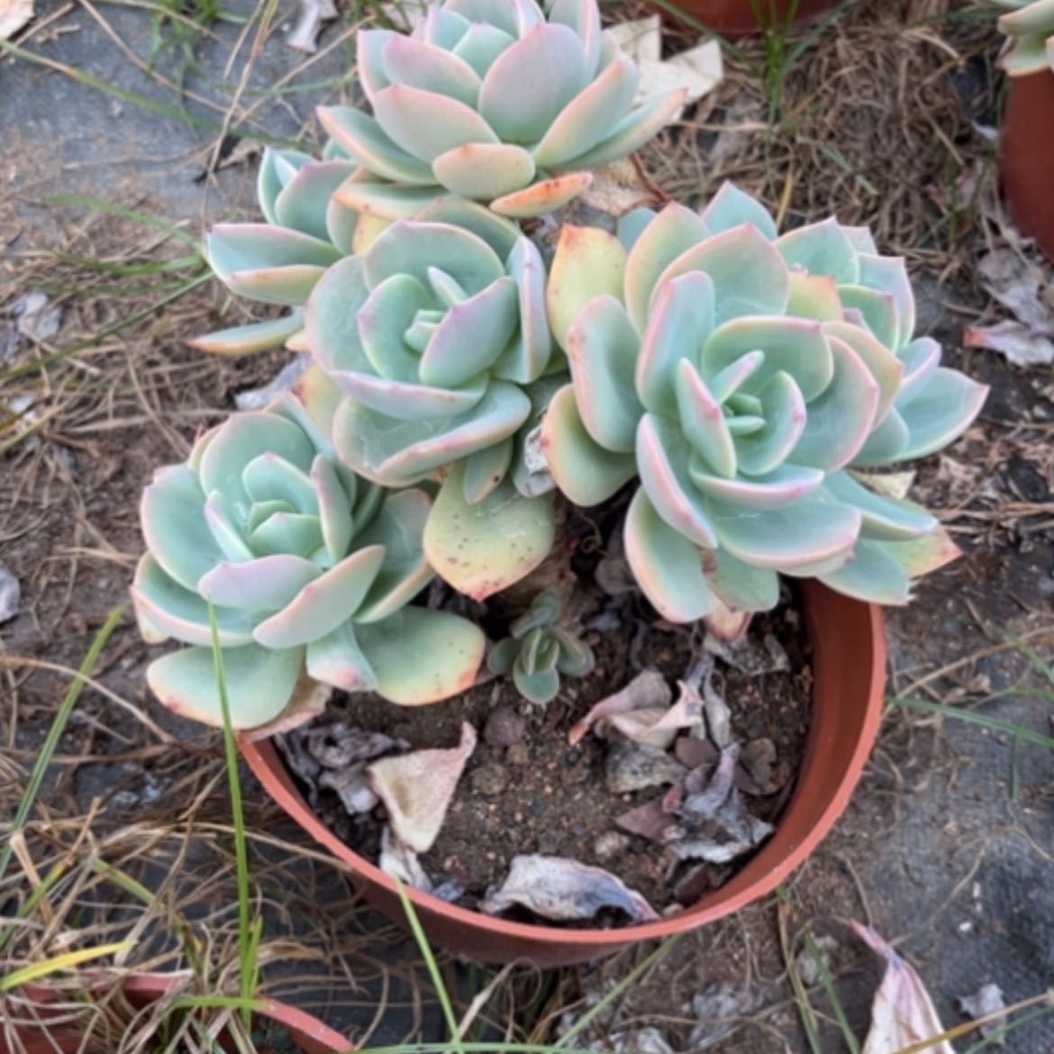 【闪购商品】暖**?白凤