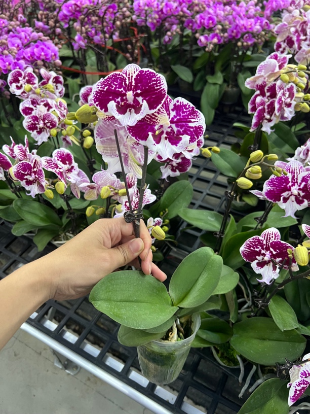 富豪优选（玫瑰酱）蝴蝶兰花期长好养护