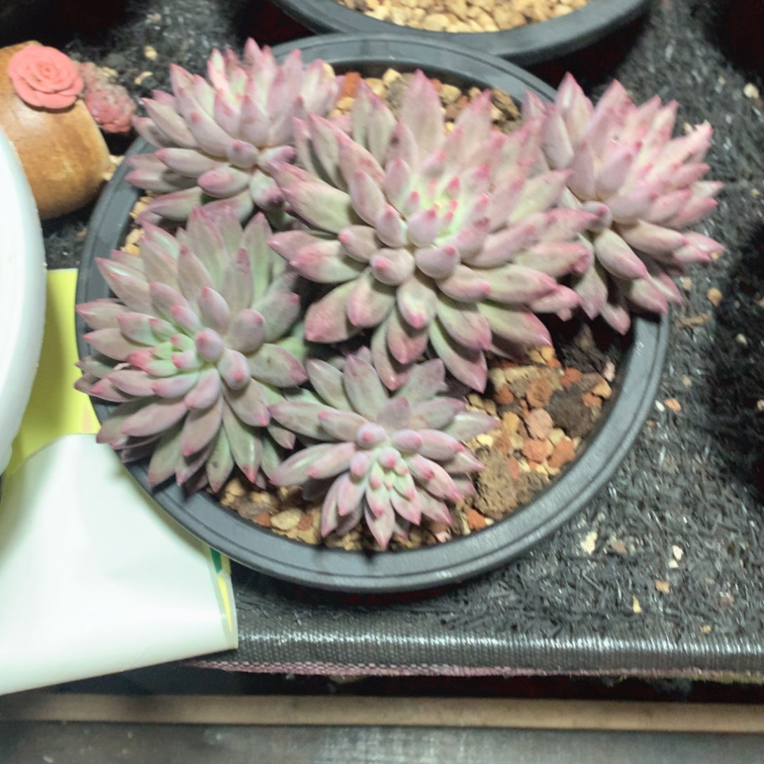 多肉植物多肉植物