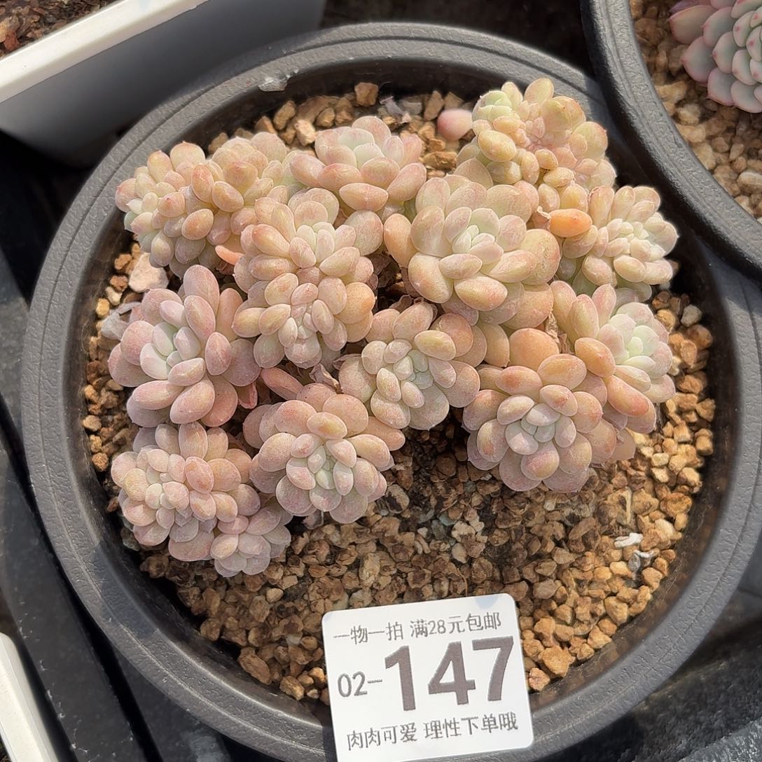 冰桃缀化无盆土发货无盆