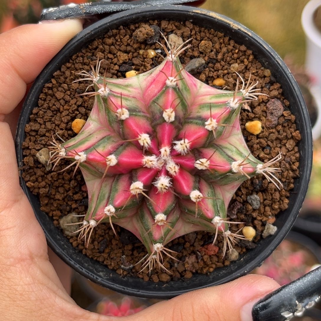 泰系白锦米哈 带盆土发货