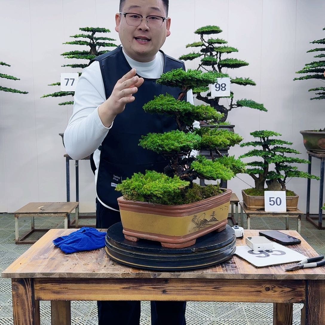 盆景柏树造型盆景